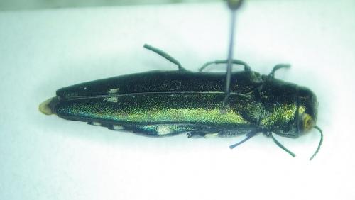 Réf. 275 315 : Agrilus biguttatus